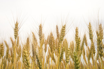 Fototapeta premium 日本の小麦畑 japanese wheat field