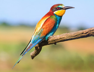 exotic bird flew to nesting in northern Europe