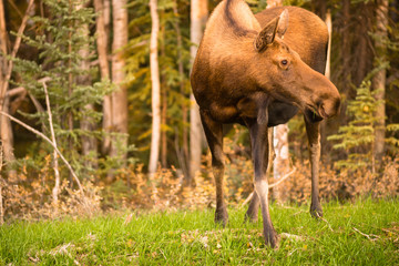 Female Moose Cow Feeding On Grass Alaska Wilderness