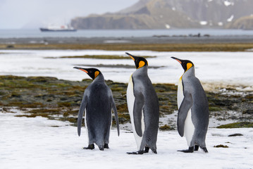 Fototapeta premium King penguins