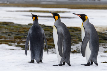 Fototapeta premium King penguins
