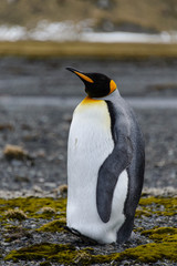 Fototapeta premium King penguin