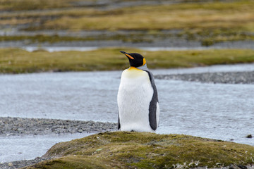 Fototapeta premium King penguin
