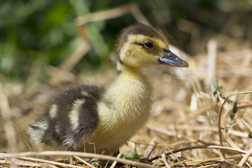 Little duckling in yellow hay close-up