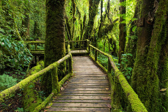Fototapeta Green moss and wooden bridge, Wooden Path way with green moss at the evergreen forest