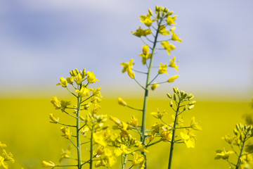 Rapeseed (Brassica napus), also known as rape, oilseed rape, rapa, rappi, rapaseed. Field of bright...