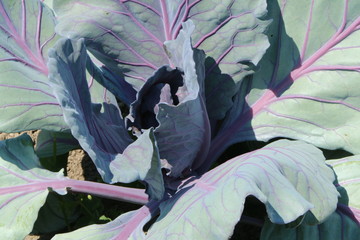 Close-up of Cabbage, Nahaufnahme einer Kohlpflanze