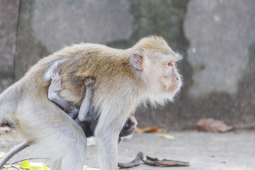 Obraz premium Macaque monkey in wildlife Thailand.