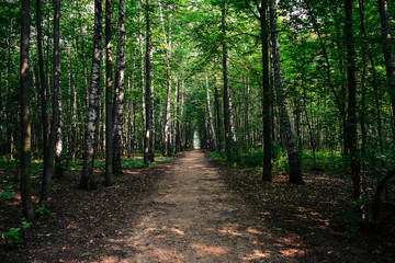 Path in the forest