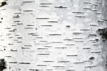 Birch bark. Selective focus