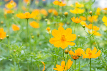 Abstract blurred of yellow cosmos flower field.