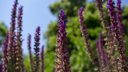 wild flowers in Vienna woods