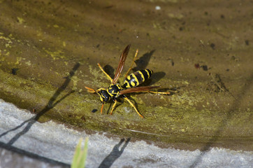 Yellowjacket is drinking water on a hot day