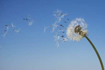 Dandelion with seeds blowing away in the wind across a clear blue sky with copy space