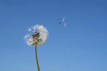 Naklejka premium Dandelion with seeds blowing away in the wind across a clear blue sky with copy space