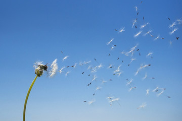 Dandelion with seeds blowing away in the wind across a clear blue sky with copy space