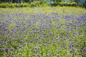 Naklejka premium summer flower field 