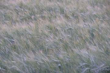  Sprouts of young wheat in the field in early summer