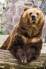 Brown bear