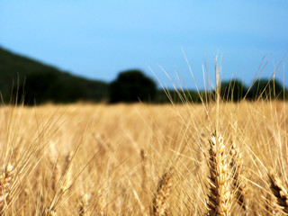 Champ de céréales Récolte blé
