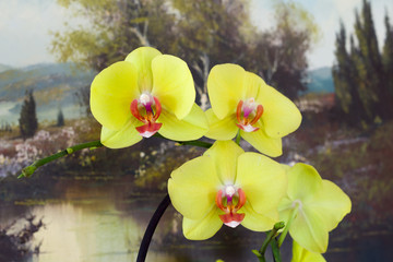 Orchid flower with picture behind, phalaenopsis cascade