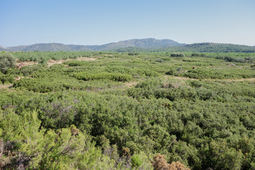 By the way green eyes black in the province of Castellón