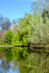 Fototapeta na wymiar Spring landscape with the river and blue sky
