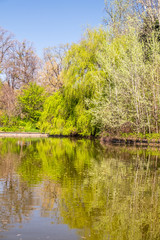 Fototapeta na wymiar Spring landscape with the river and blue sky