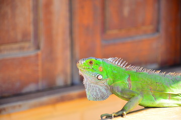 Lagarto