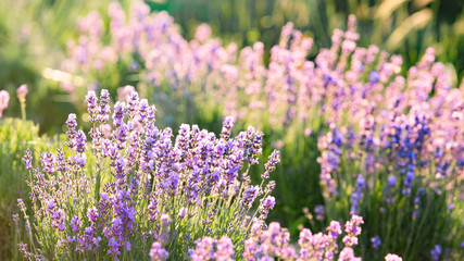 Naklejka premium Lavender bushes closeup on sunset. Lavender field closeup. Blooming lavender. Sunset gleam over purple flowers of lavender. Provence region of france.