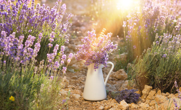 Lavender Flower Composition On Field With Vase And Basket. Sunset Gleam Over Purple Flowers Of Lavender. Provence Region Of France.