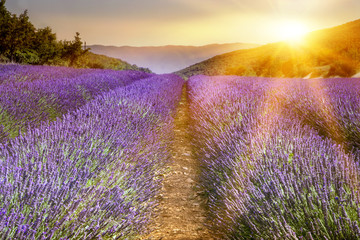 Beautiful image of lavender field over summer sunset landscape.