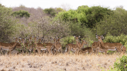 Gazelle Tsavo Ost Kenia