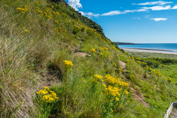 Scrub cliff at St. Cyrus.
