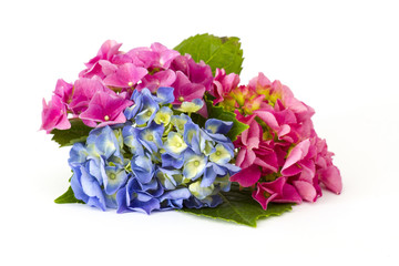 Fototapeta premium hortensia flowers, Hydrangea macrophylla