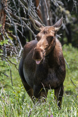 Shiras Moose of The Colorado Rocky Mountains