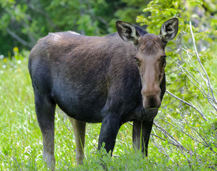 Shiras Moose of The Colorado Rocky Mountains