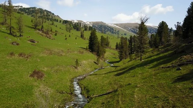 Aerial photography, summer mountains of the Altai, green meadows. Landscapes of nature