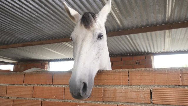 Beautiful white horse in stable