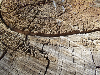 Wooden stump