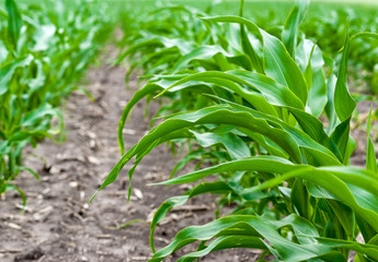Young corn sprouts planted in rows in the field