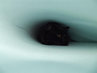 Beautiful cat is played in an incredible tunnel
