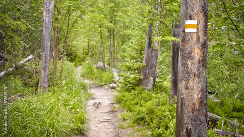 Hiking Trail Marking Painted On Tree Shallow Depth Of Field