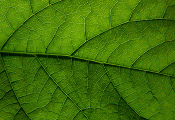 Fototapeta na wymiar Texture of a green leaf macro