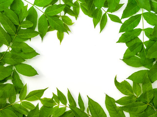 Fototapeta na wymiar Frame from green leaves
