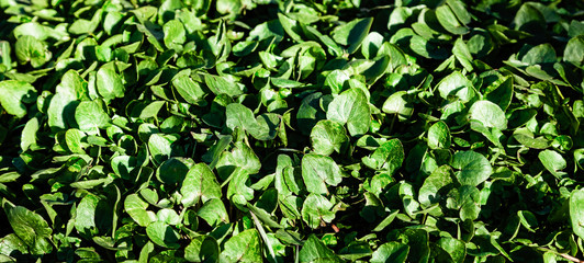 Obraz premium Green grass, leaves