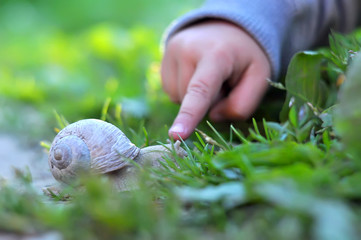 Child's finger pointing on the snail. Image with selective focus