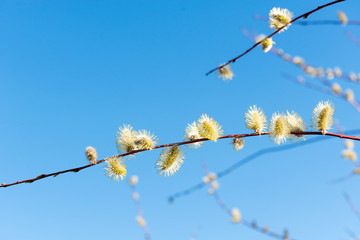 Sprig of blossoming willow against the blue sky in the spring for Easter.