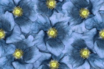 Fototapety  Tle kwiatów. Niebieskie kwiaty. Kolaż kwiatowy. Kompozycja kwiatowa. Zbliżenie. Natura.