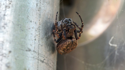 Kreuzspinne